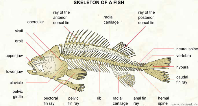 Skeleton of a fish